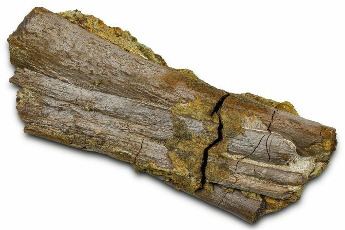 Hadrosaur (Edmontosaurus) Ossified Tendons on Sandstone - Wyoming #377655